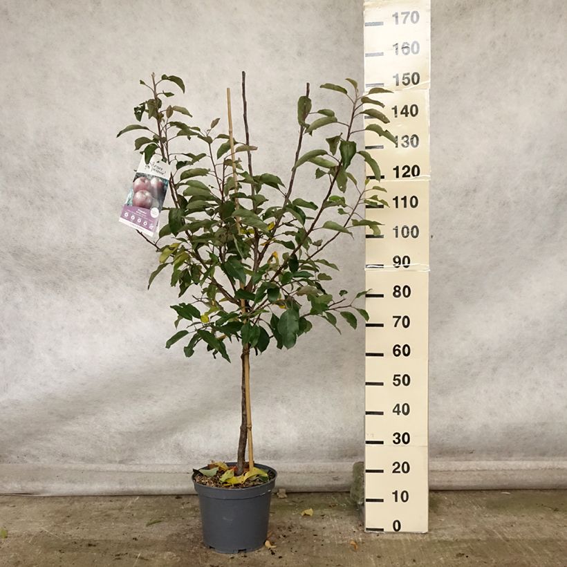 Ejemplar de Manzano Royal Gala Maceta 7,5L/10L, Copa entregado en otoño
