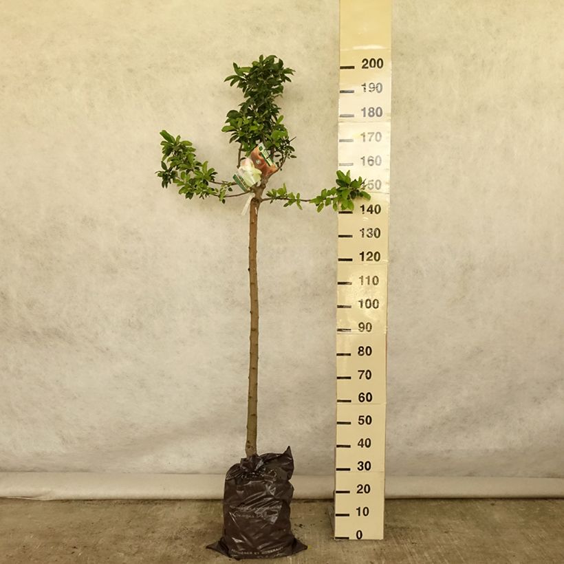 Ejemplar de Manzano Royale Delbard Cepellón "listo para plantar", Medio talloAltura de entrega aprox. 190/+cm entregado en verano