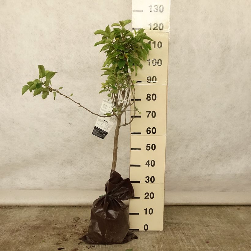 Ejemplar de Manzano Royale Delbard Cepellón "listo para plantar", CopaAltura de entrega aprox. 100/+cm entregado en verano