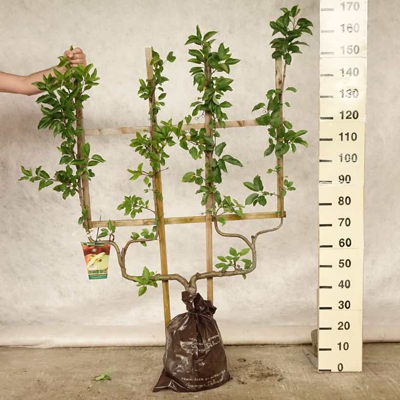 Ejemplar de Manzano Royale Delbard Cepellón "listo para plantar", Poda palmeta doble UAltura de entrega aprox. 110/+cm entregado en verano