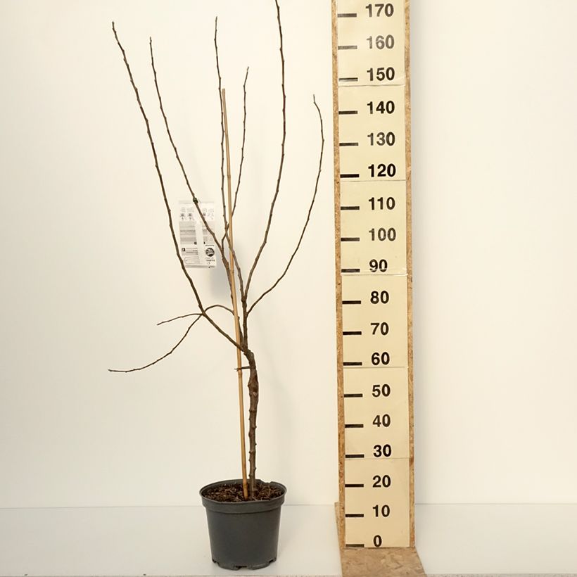 Manzano Winter Banana Maceta 7,5L/10L, CopaAltura de entrega aprox. 180/200cm Ejemplar entregado en invierno