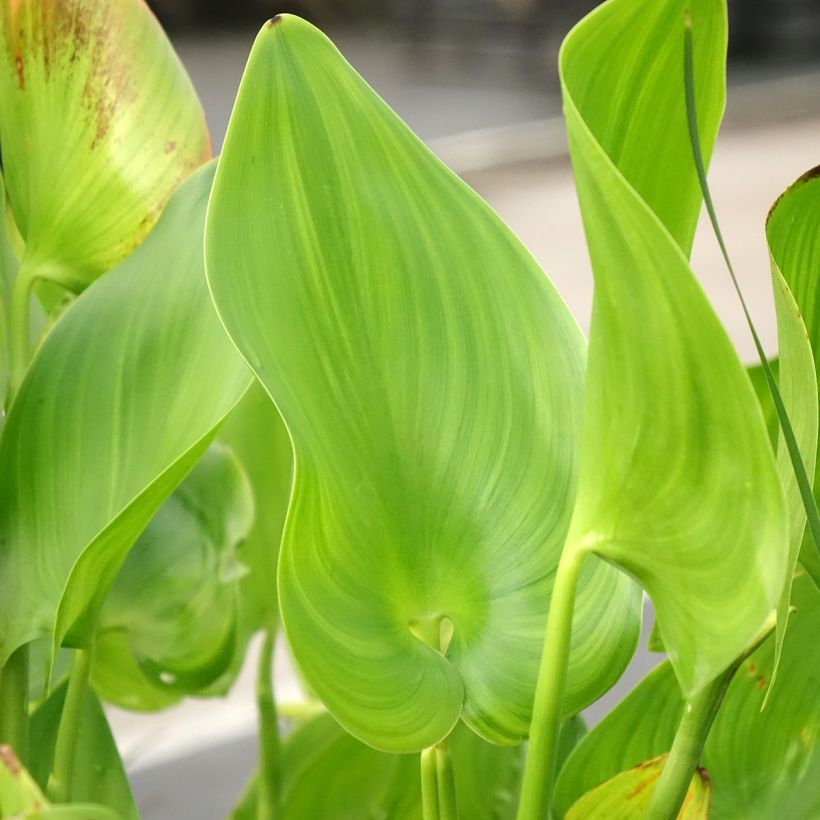 Pontederia cordata Pink Pons (Follaje)