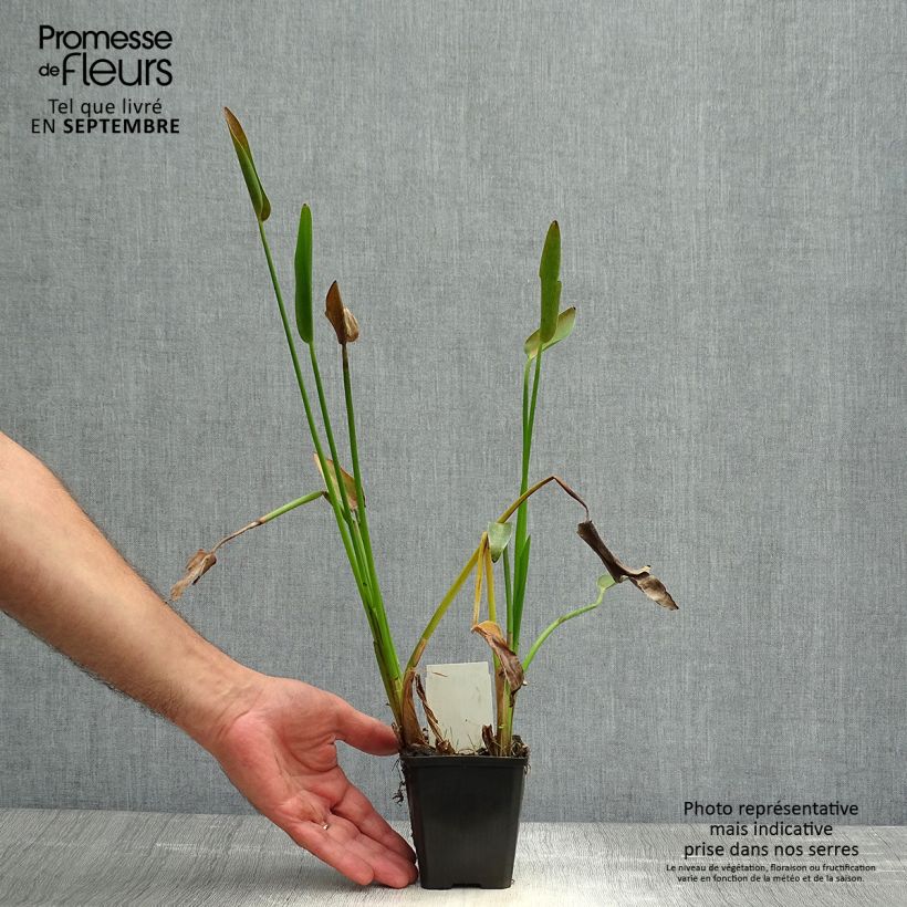 Ejemplar de Pontederia lanceolata Maceta de 8/9 cm entregado en otoño