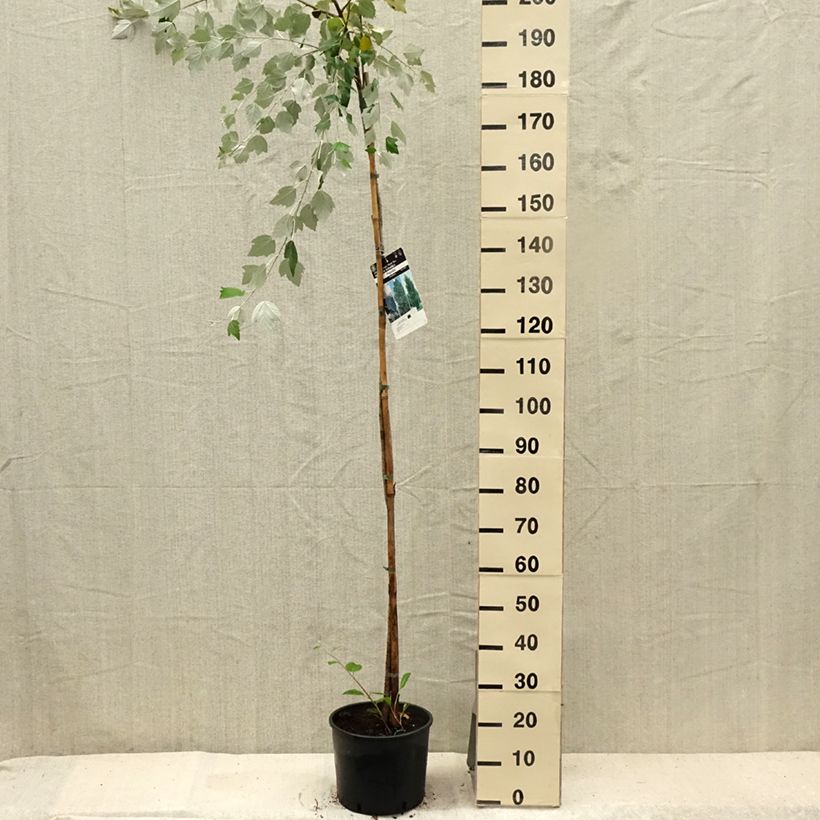 Ejemplar de Populus alba - Álamo blanco Maceta 7,5L/10LAltura de entrega aprox. 170/200cm entregado en verano