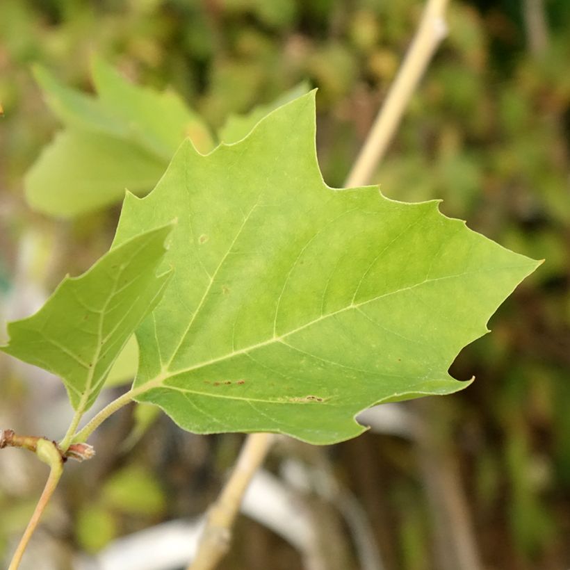 Populus nigra Lombardy Gold - Álamo negro (Follaje)