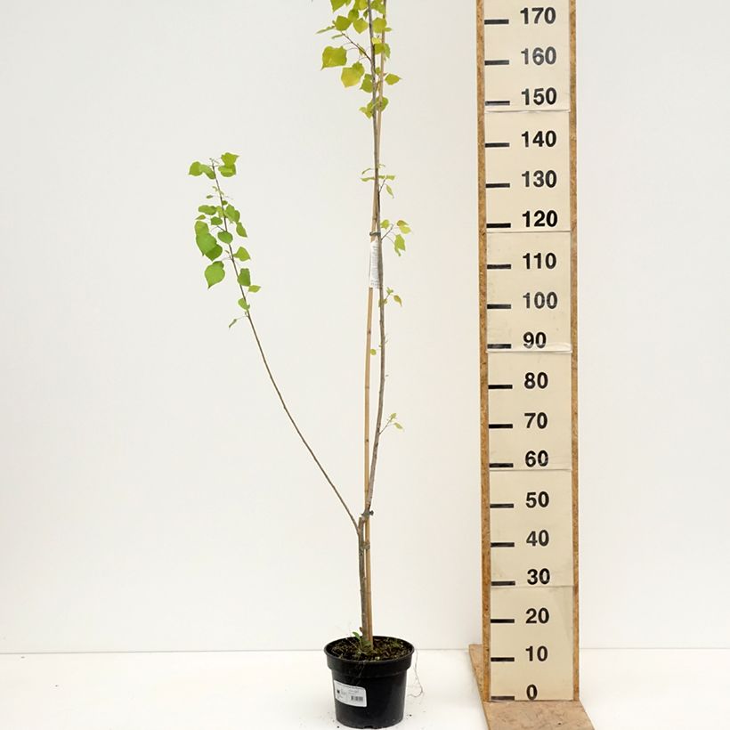 Populus x canadensis Serotina Aurea - Álamo negro del Canadá Maceta 4L/5LAltura de entrega aprox. 200/220cm Ejemplar entregado en la primavera