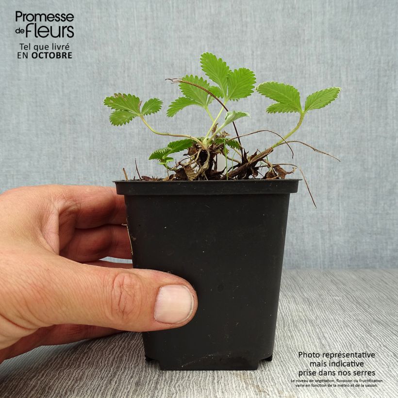 Ejemplar de Potentilla Arc en Ciel Maceta de 8/9 cm entregado en otoño