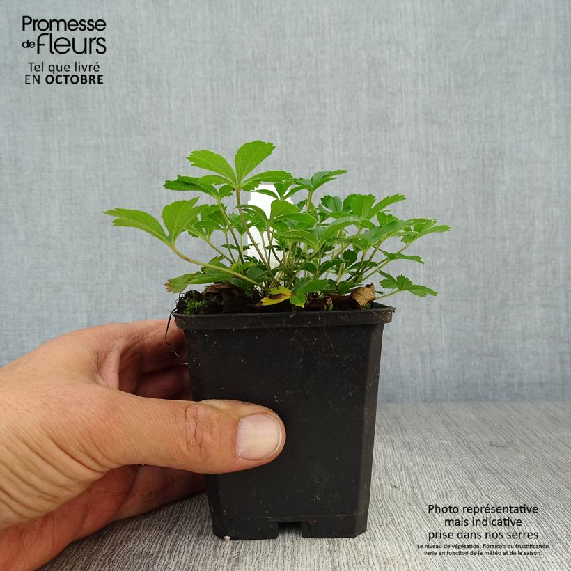 Ejemplar de Potentilla aurea Maceta de 8/9 cm entregado en otoño