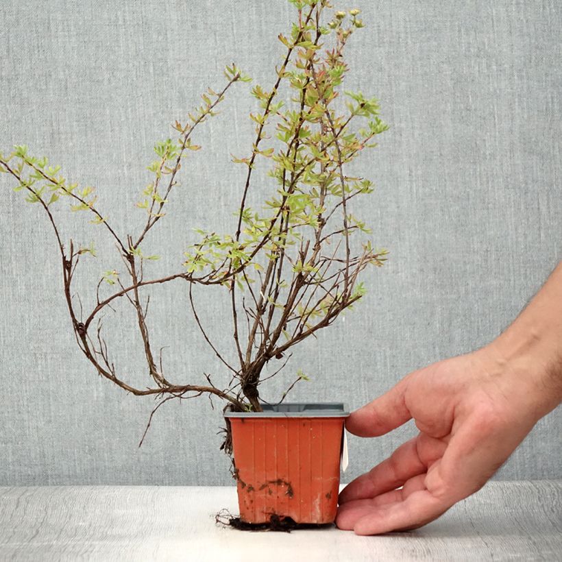 Ejemplar de Potentilla fruticosa Glamour Girl Maceta de 8/9 cm entregado en verano