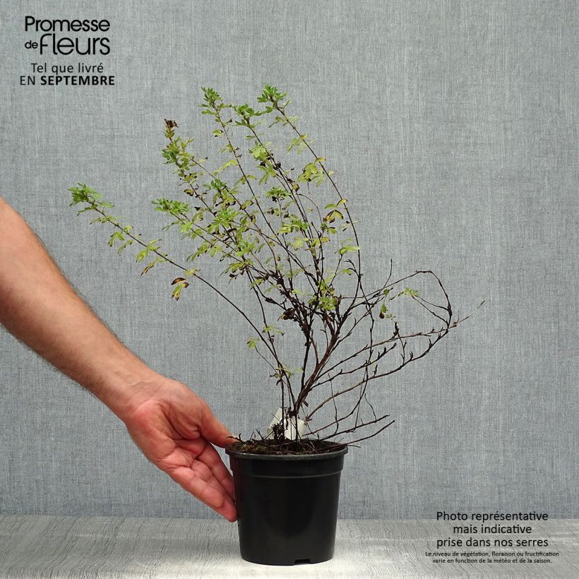 Ejemplar de Potentilla fruticosa Abbotswood Maceta 1L/1,5L entregado en otoño