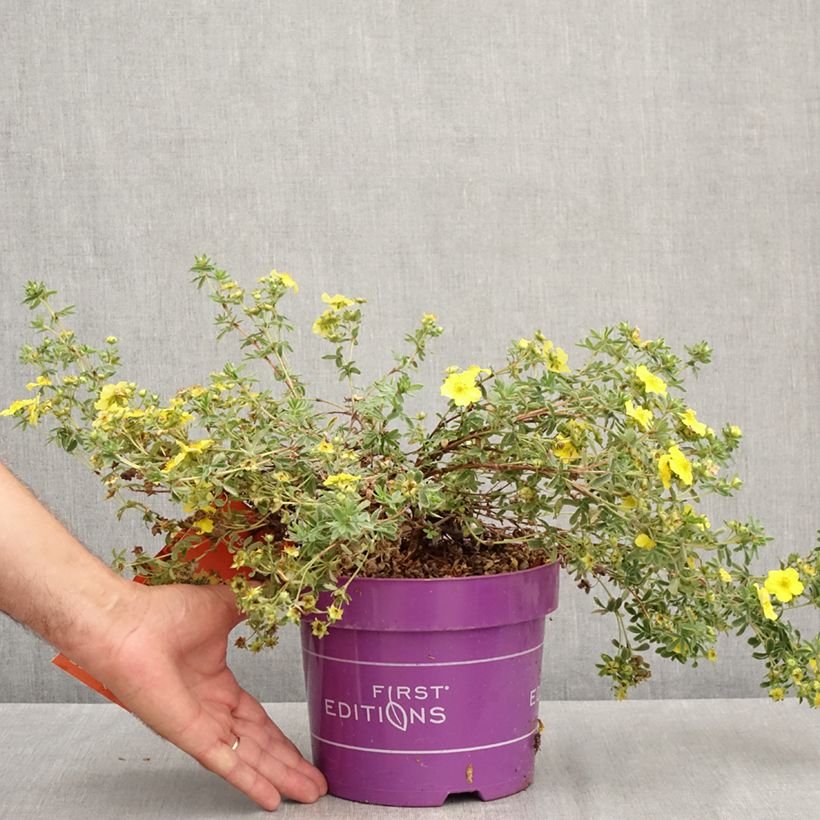Ejemplar de Potentilla fruticosa Citrus Tart Maceta 2L/3L entregado en verano
