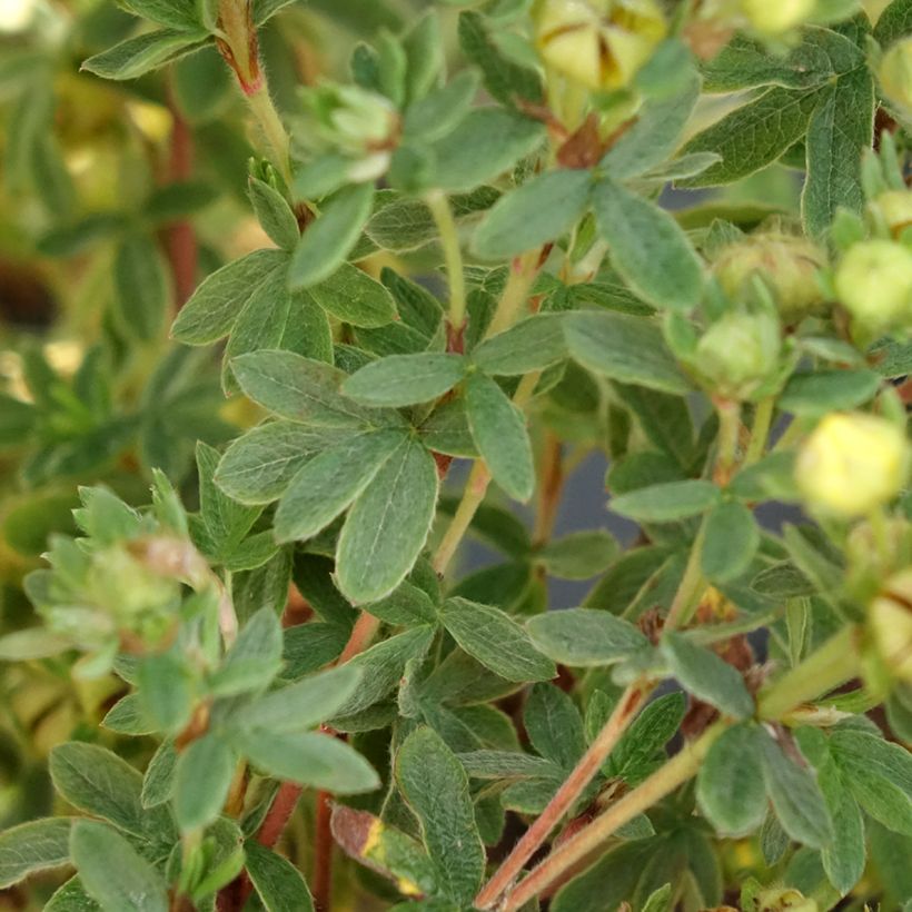 Potentilla fruticosa Citrus Tart (Follaje)
