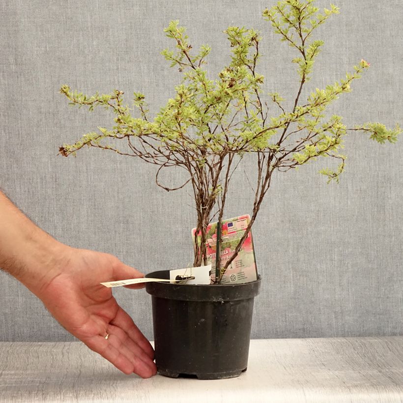 Ejemplar de Potentilla fruticosa Danny Boy Maceta 2L/3L entregado en verano