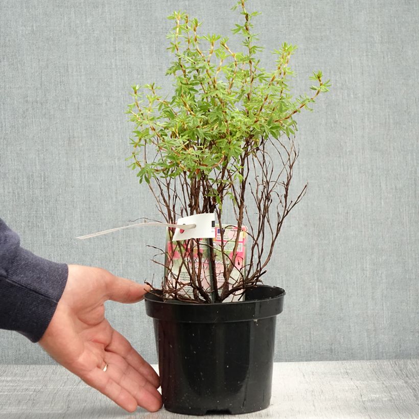 Potentilla fruticosa Danny Boy - Potentille arbustive à fleurs simples rose framboise Pot de 2L/3L Ejemplar entregado en la primavera
