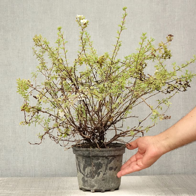 Ejemplar de Potentilla fruticosa Double Punch Pastel - Potentille arbustive Pot de 3L/4L entregado en verano