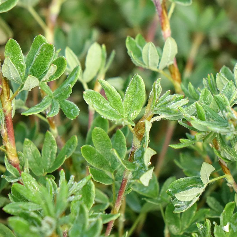 Potentilla fruticosa Double Punch Pastel (Follaje)