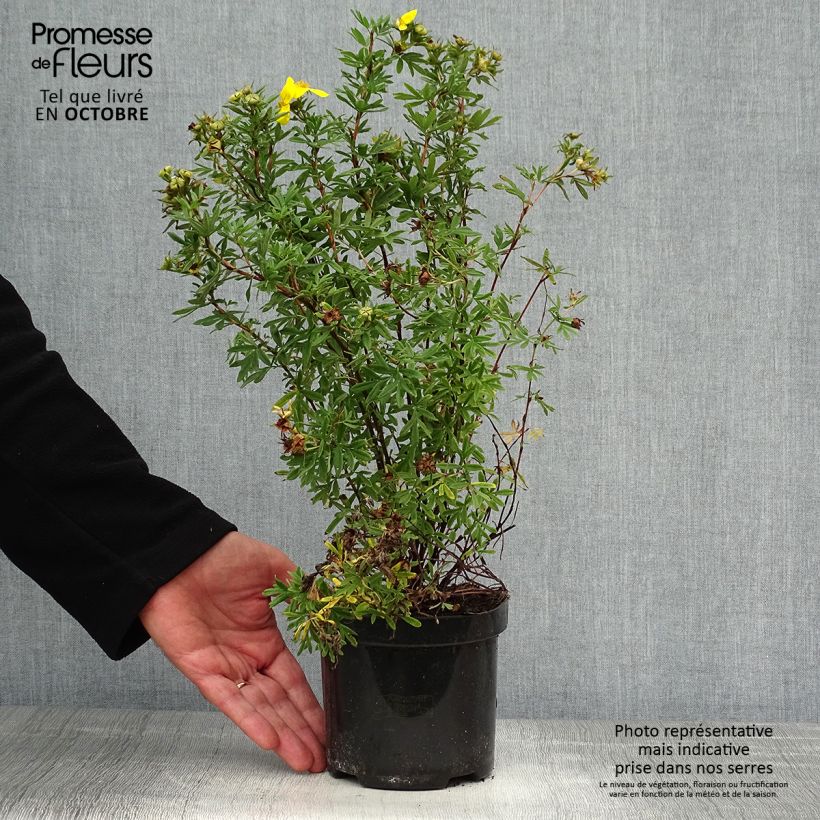 Ejemplar de Potentilla fruticosa Goldfinger Maceta 1L/1,5L entregado en otoño