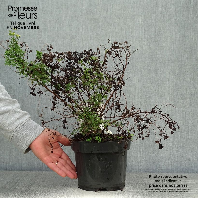 Ejemplar de Potentilla fruticosa Limelight Maceta 3L/4L entregado en otoño