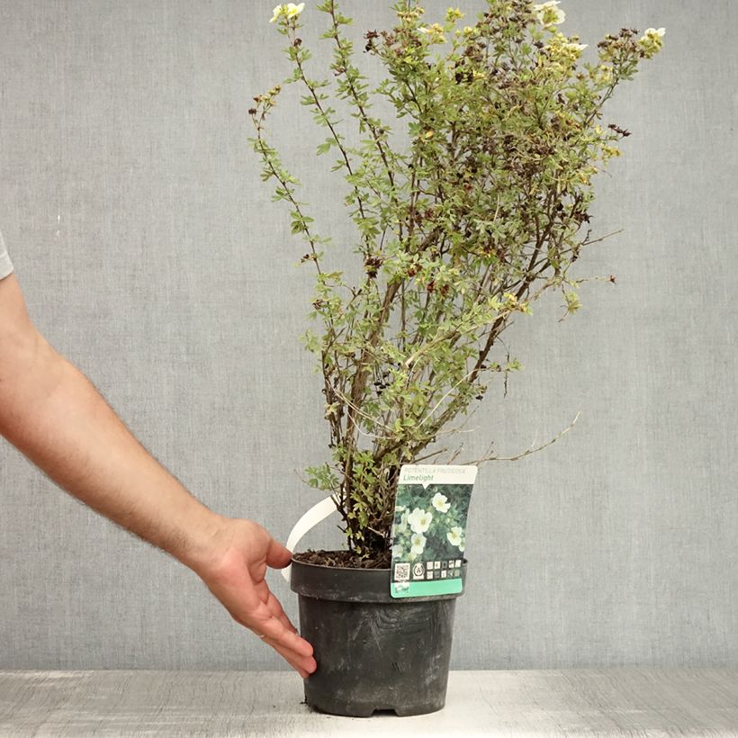 Ejemplar de Potentilla fruticosa Limelight- Potentille arbustive Pot de 3L/4LHauteur livrée env. 30/+cm entregado en verano