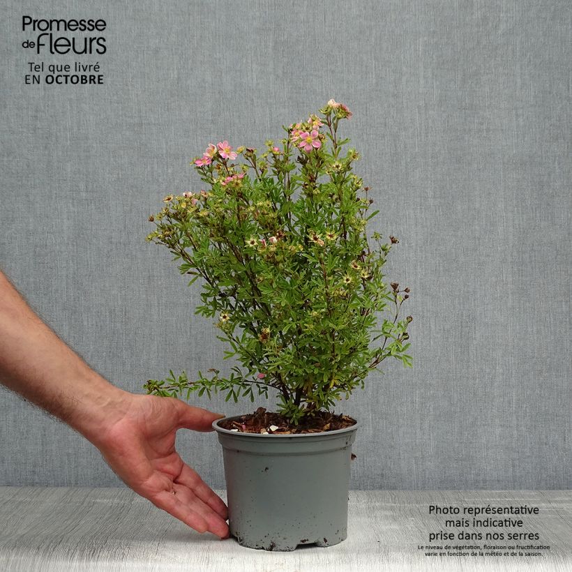 Ejemplar de Potentilla fruticosa Lovely Pink Maceta 1,5L/2L entregado en otoño