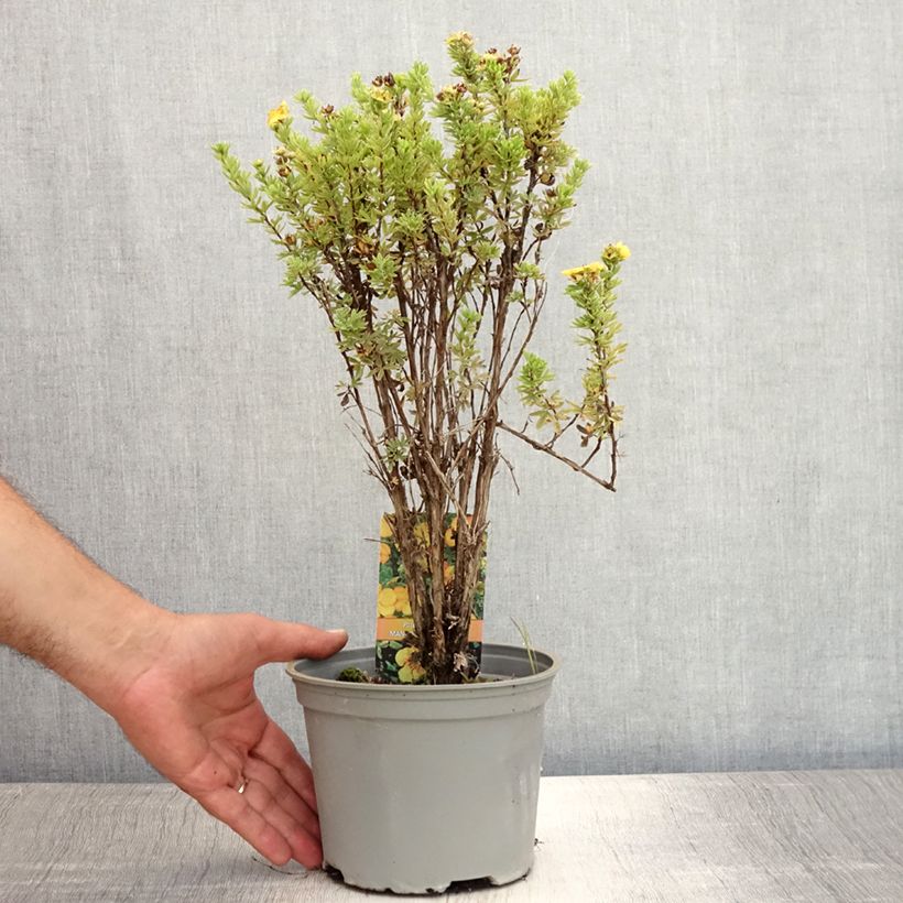 Ejemplar de Potentilla fruticosa Mango Tango- Potentille arbustive Pot de 2L/3LHauteur livrée env. 20/30cm entregado en verano