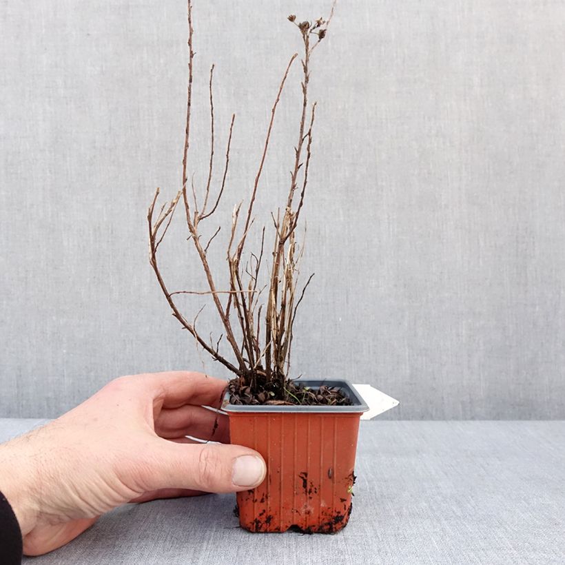 Potentilla fruticosa Mango Tango Maceta de 8/9 cm Ejemplar entregado en invierno