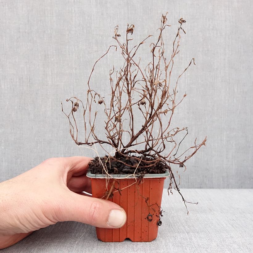 Potentilla fruticosa Marian Red Robin Maceta de 8/9 cm Ejemplar entregado en invierno