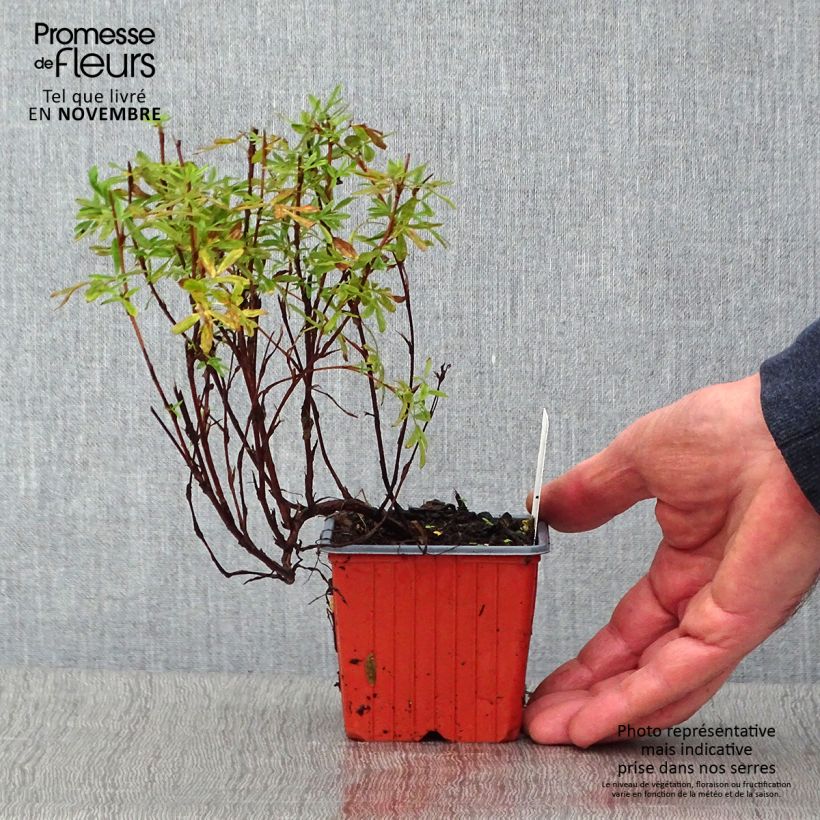 Ejemplar de Potentilla fruticosa Pink Paradise Maceta de 8/9 cm entregado en otoño