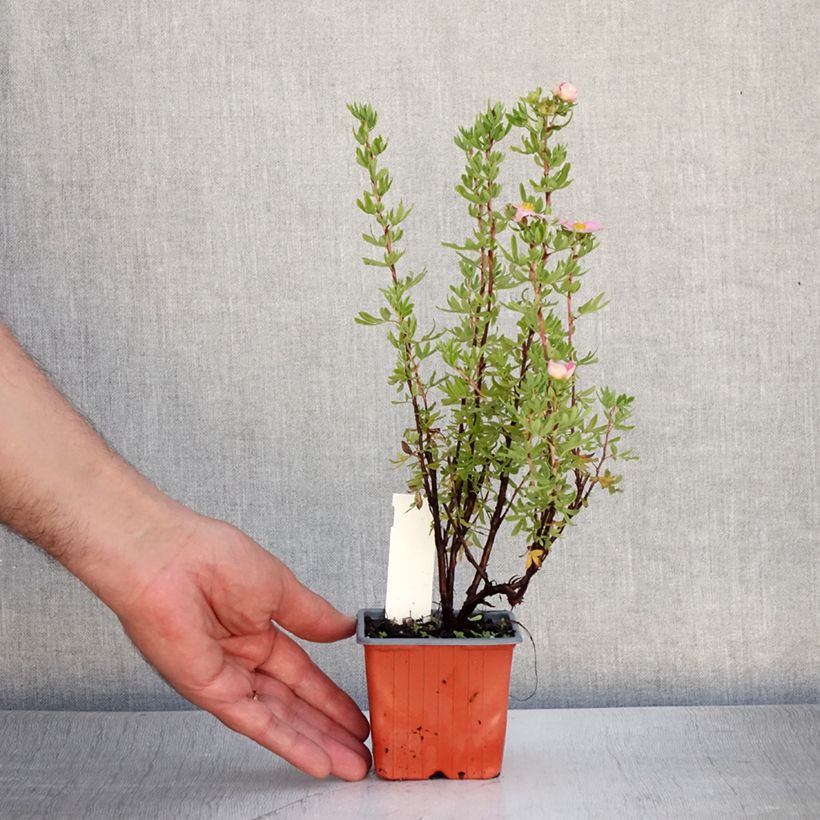 Ejemplar de Potentilla fruticosa Pink Paradise - Potentille arbustive Godet de 8/9 cmHauteur livrée env. 10/15cm entregado en verano