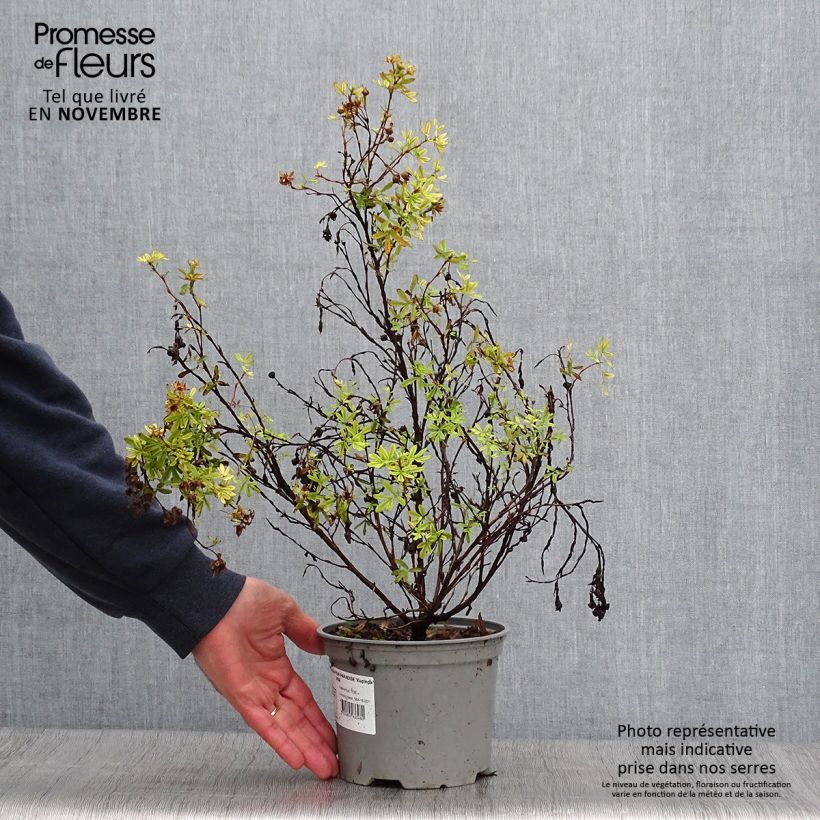 Ejemplar de Potentilla fruticosa Pink Paradise Maceta 2L/3L entregado en otoño