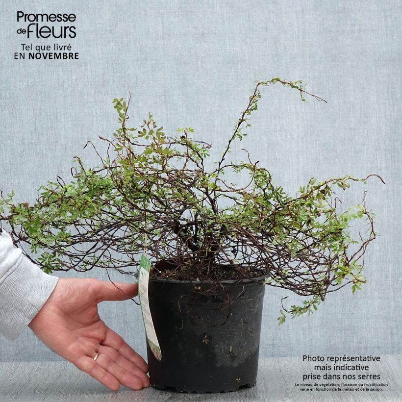 Ejemplar de Potentilla fruticosa Princess Pink Queen Maceta 2L/3L entregado en otoño
