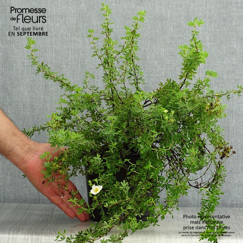 Ejemplar de Potentilla fruticosa Princess Pink Queen - Potentille arbustive Pot de 2L/3LHauteur livrée env. 25/30cm entregado en verano