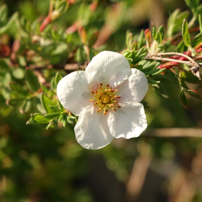Potentilla fruticosa Princess Pink Queen (Floración)