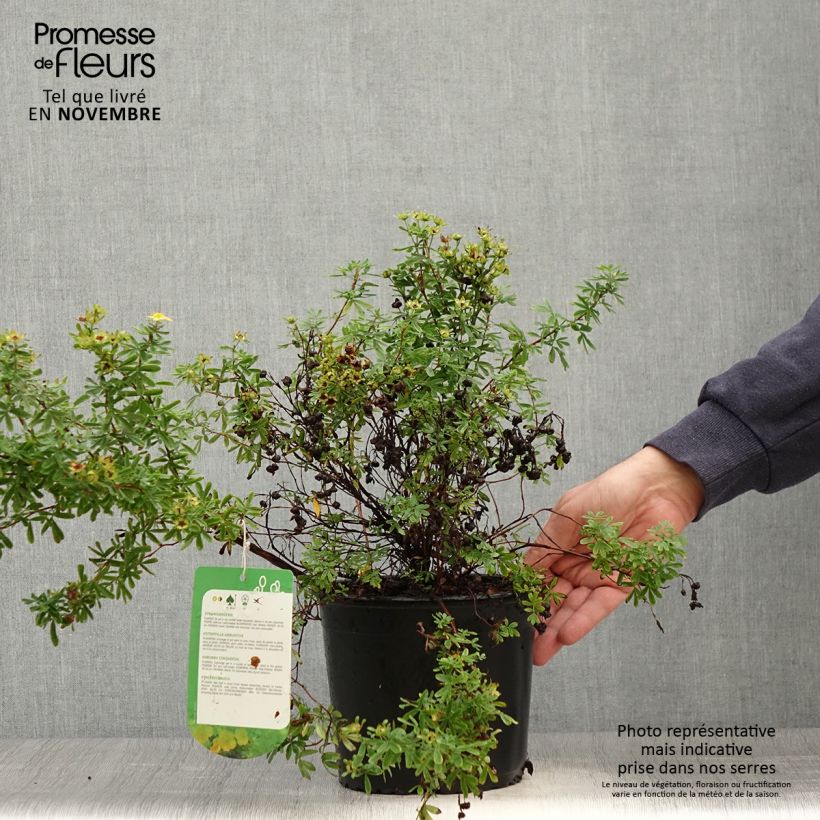 Ejemplar de Potentilla fruticosa Tangerine Maceta 2L/3L entregado en otoño