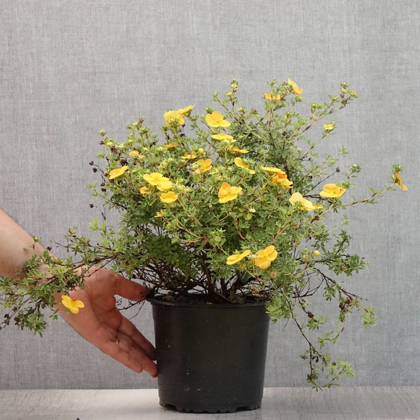 Ejemplar de Potentilla fruticosa Tangerine - Potentille arbustive en pot de 2/3L entregado en verano
