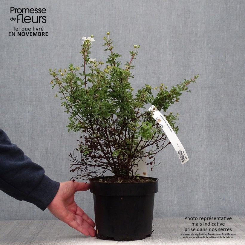 Ejemplar de Potentilla fruticosa White Lady Maceta 3L/4L entregado en otoño