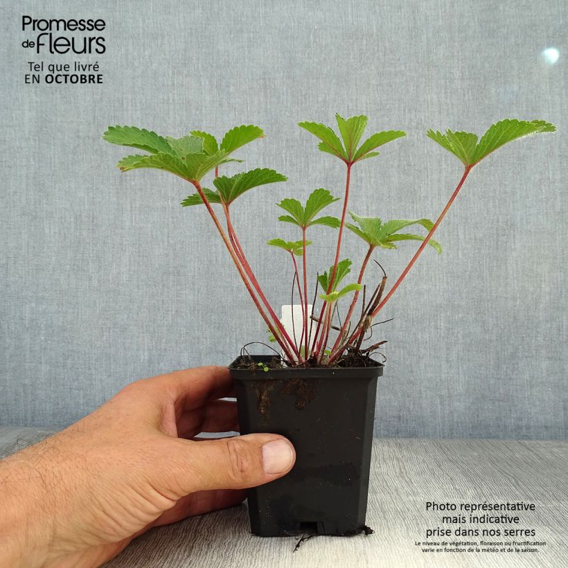 Ejemplar de Potentilla nepalensis Miss Willmot Maceta de 8/9 cm entregado en otoño