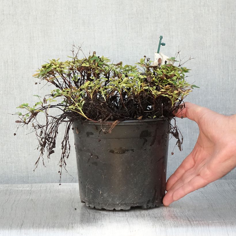 Ejemplar de Potentilla tridentata Nuuk Maceta 1,5L/2L entregado en otoño
