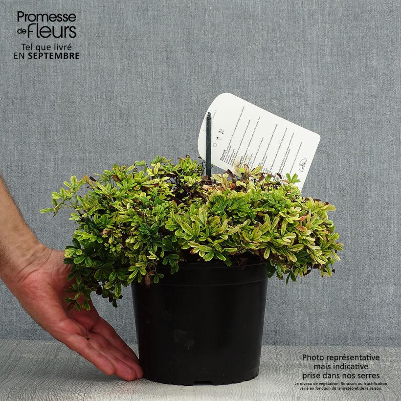 Ejemplar de Potentilla tridentata Nuuk - Potentille vivace Pot de 1.5L/2L entregado en verano