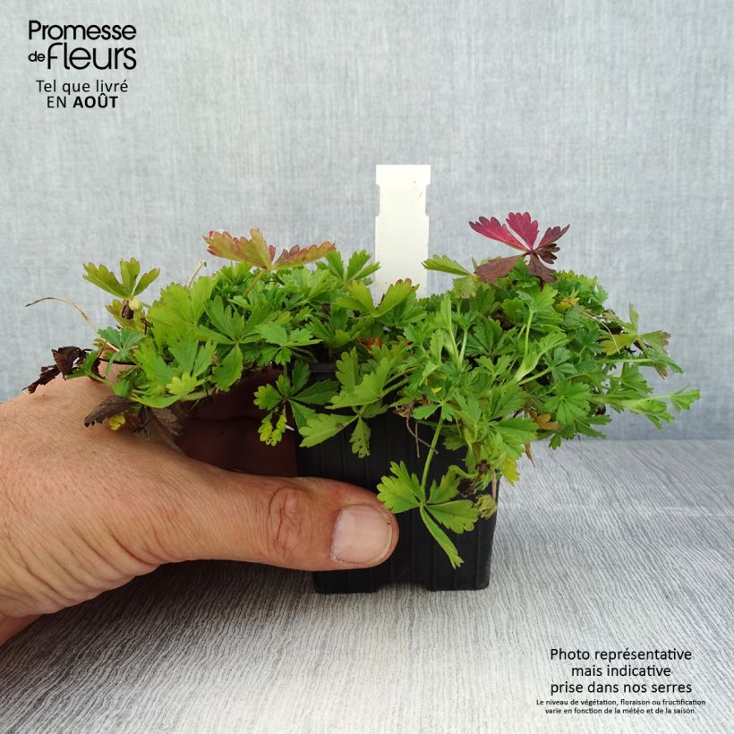 Ejemplar de Potentilla verna - Potentille de printemps Godet de 8/9 cm entregado en verano