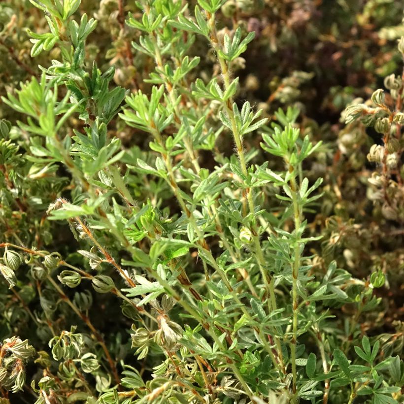 Potentilla fruticosa Bella Lindsey (Follaje)