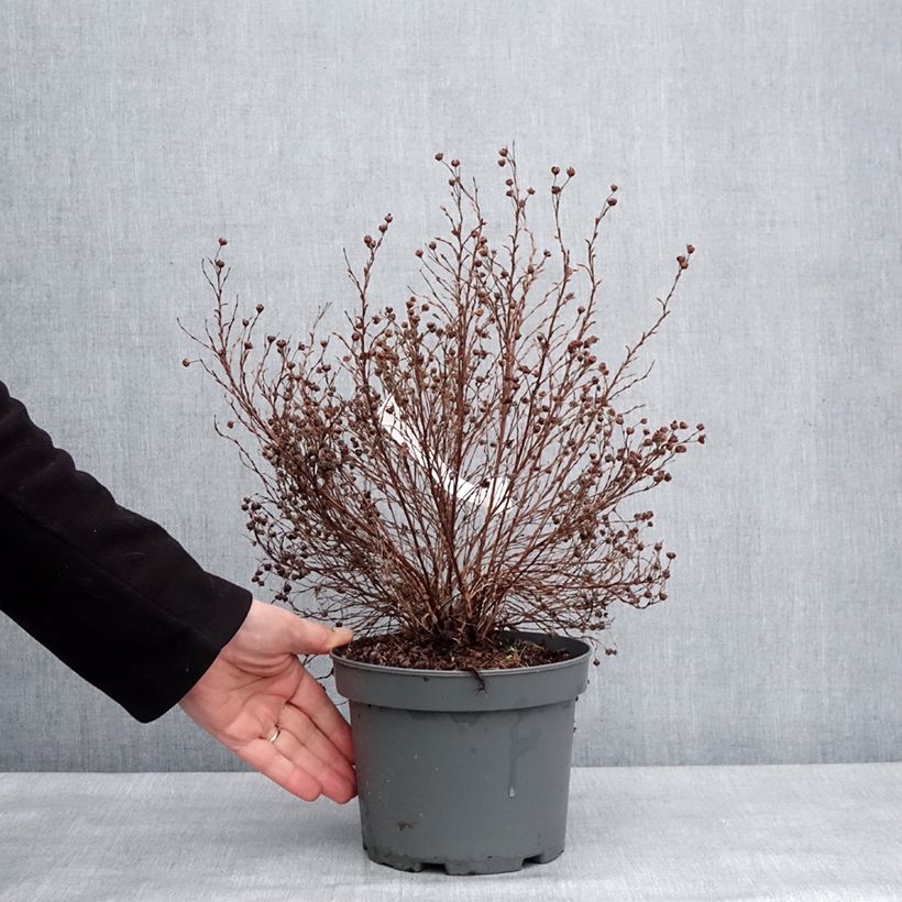 Potentilla fruticosa Bella Lindsey Maceta 2L/3L Ejemplar entregado en invierno