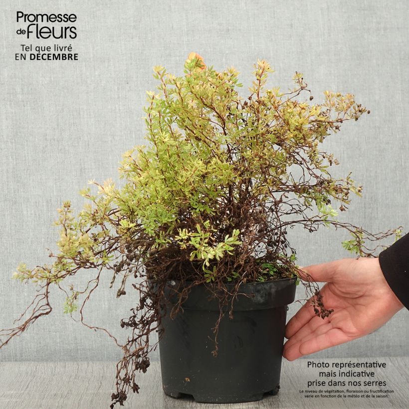 Ejemplar de Potentilla fruticosa Bella Sol Maceta 2L/3L entregado en otoño