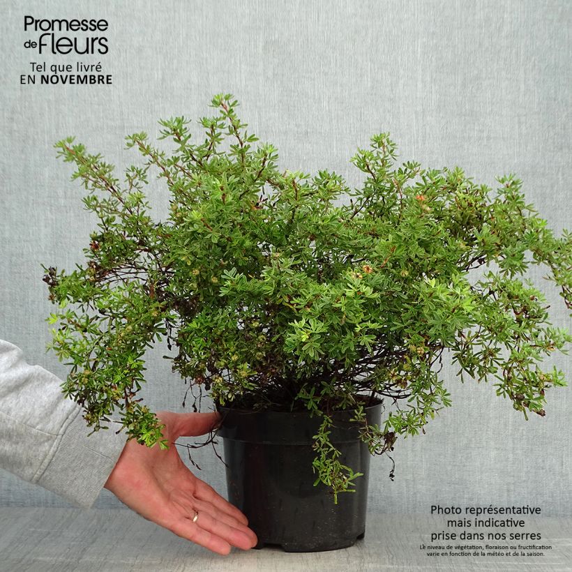 Ejemplar de Potentilla fruticosa Hopley's Orange Maceta 3L/4L entregado en otoño