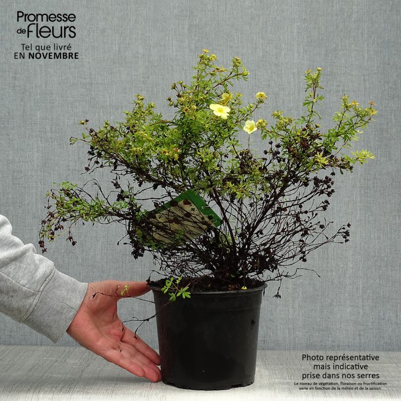 Ejemplar de Potentilla fruticosa Kobold Maceta 3L/4L entregado en otoño