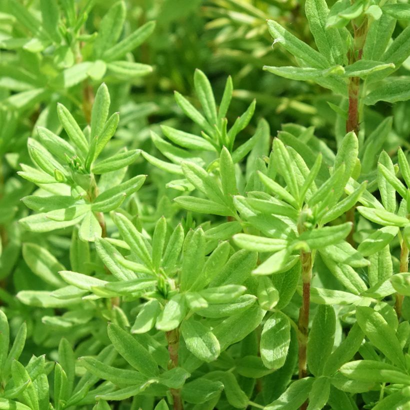 Potentilla fruticosa Marmalade (Follaje)