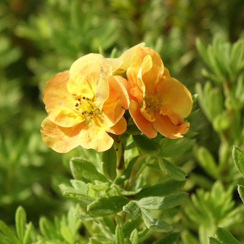 Potentilla fruticosa Marmalade (Floración)