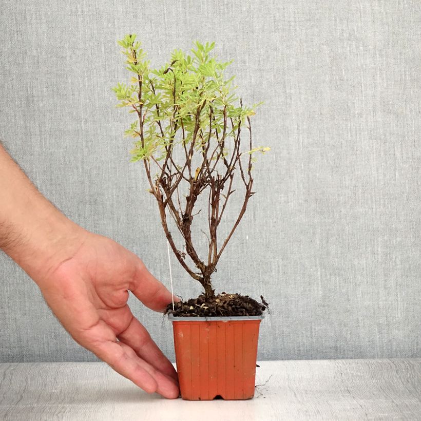 Ejemplar de Potentilla fruticosa Marmalade Maceta de 8/9 cm entregado en verano