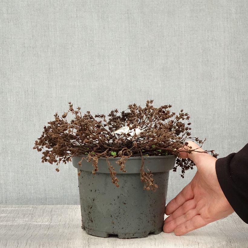 Ejemplar de Potentilla fruticosa Bella Bianca Maceta 2L/3L entregado en otoño