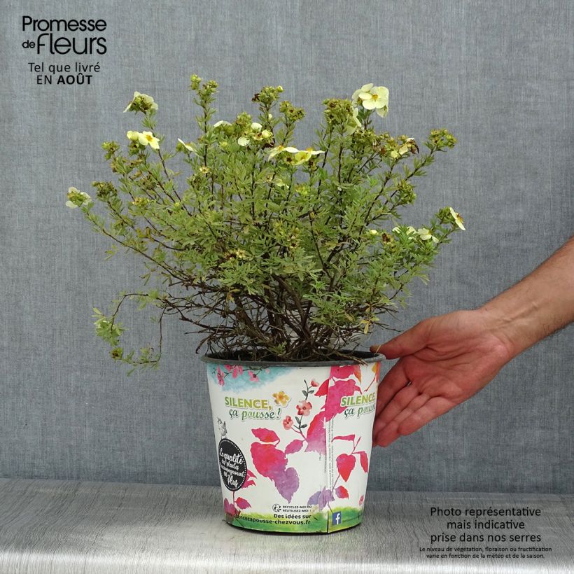 Ejemplar de Potentilla fruticosa Creamissima Maceta 4L/5LAltura de entrega aprox. 30cm entregado en verano